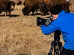 Ken Burns to Examine the Legacy of ‘The American Buffalo’ in New Documentary