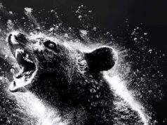Cocaine Bear mints $52 million worldwide